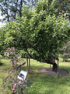gubbäppeleträdet おばあさんリンゴ